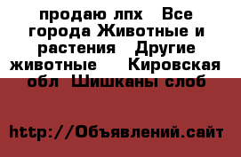 продаю лпх - Все города Животные и растения » Другие животные   . Кировская обл.,Шишканы слоб.